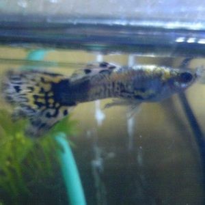 Meet your Posher, Kwok chun